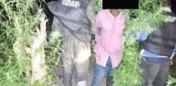 The secret to moving this ancient sphinx screening the time to buy an indoor train.